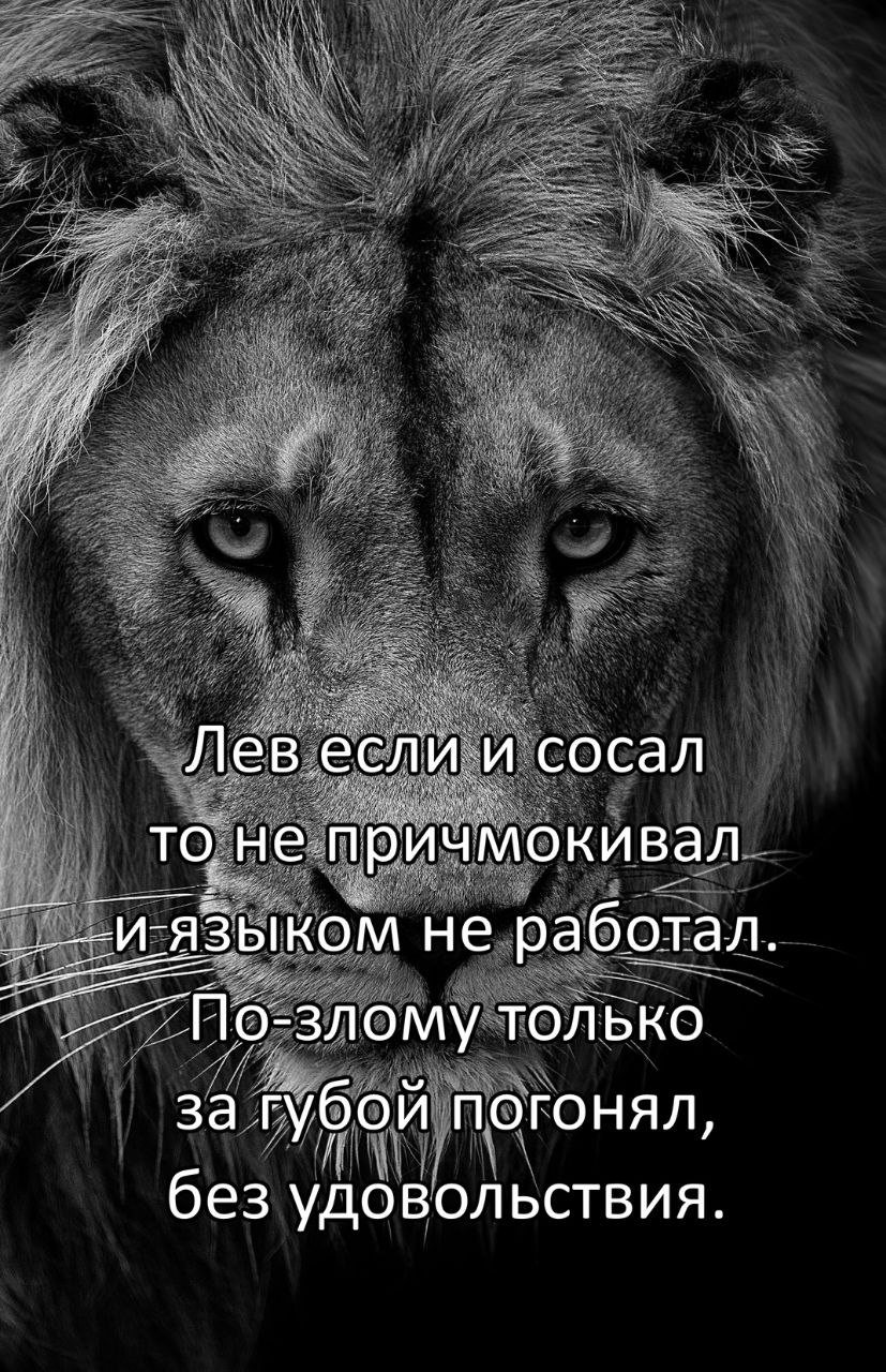 Лев если и сосал то не причмокивал не работал. По-злому только за губой погонял, без удовольствия.