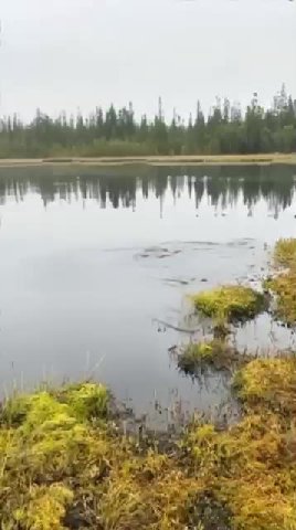 мем