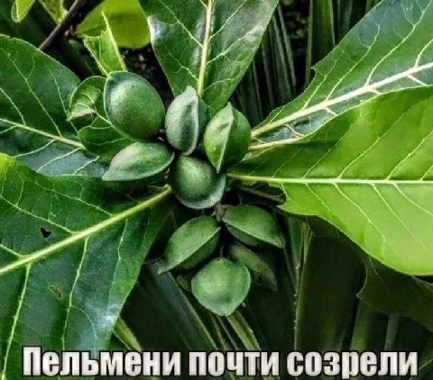 Пельмени почти созрели