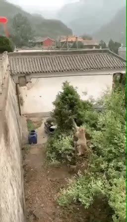 мем