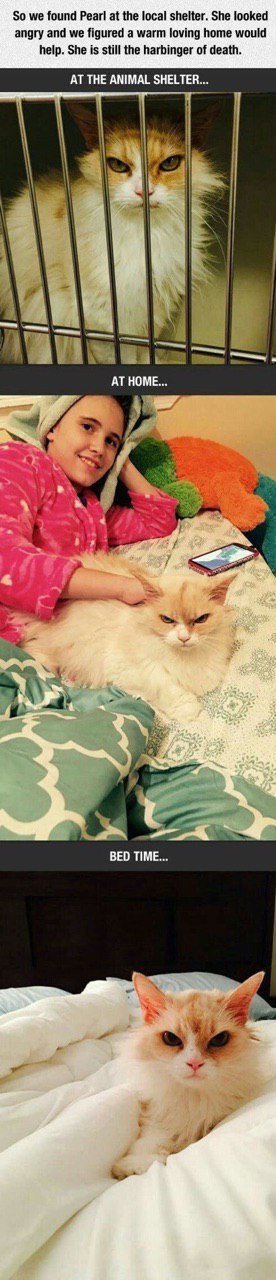So we found Резй at the local shelter. She looked angry and we figured a warm loving home would help. She is still the harbinger of death. AT THE ANIMAL SHELTER... AT HOME... 4 Ver an aS, a BED TIME..
