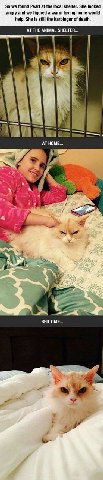 So we found Резй at the local shelter. She looked angry and we figured a warm loving home would help. She is still the harbinger of death. AT THE ANIMAL SHELTER... AT HOME... 4 Ver an aS, a BED TIME..