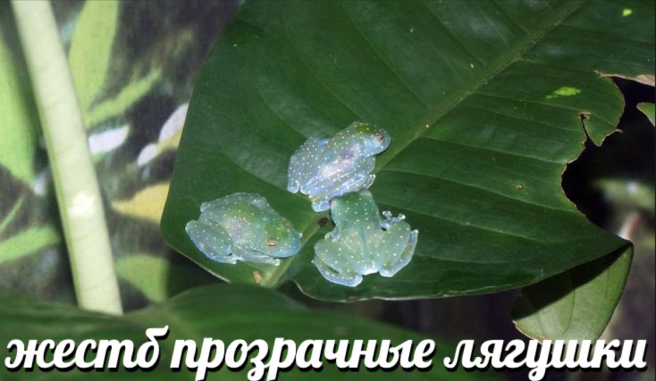 жестд прозрачные лягцики