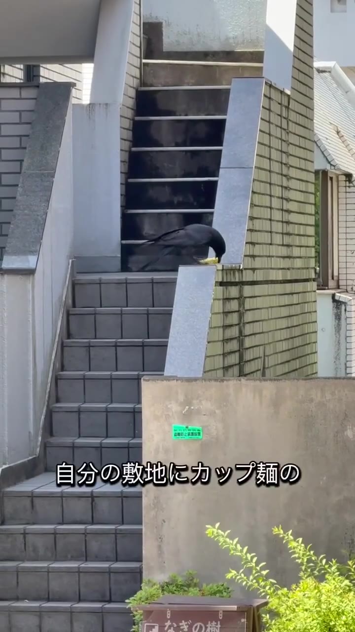 В Японии ворона украла себе дошик 🍜 🐦‍⬛️ #japan #theft

🗞 Subscribe|💬 Join Chat|❤️ Support us|🗾 Learn Japanese