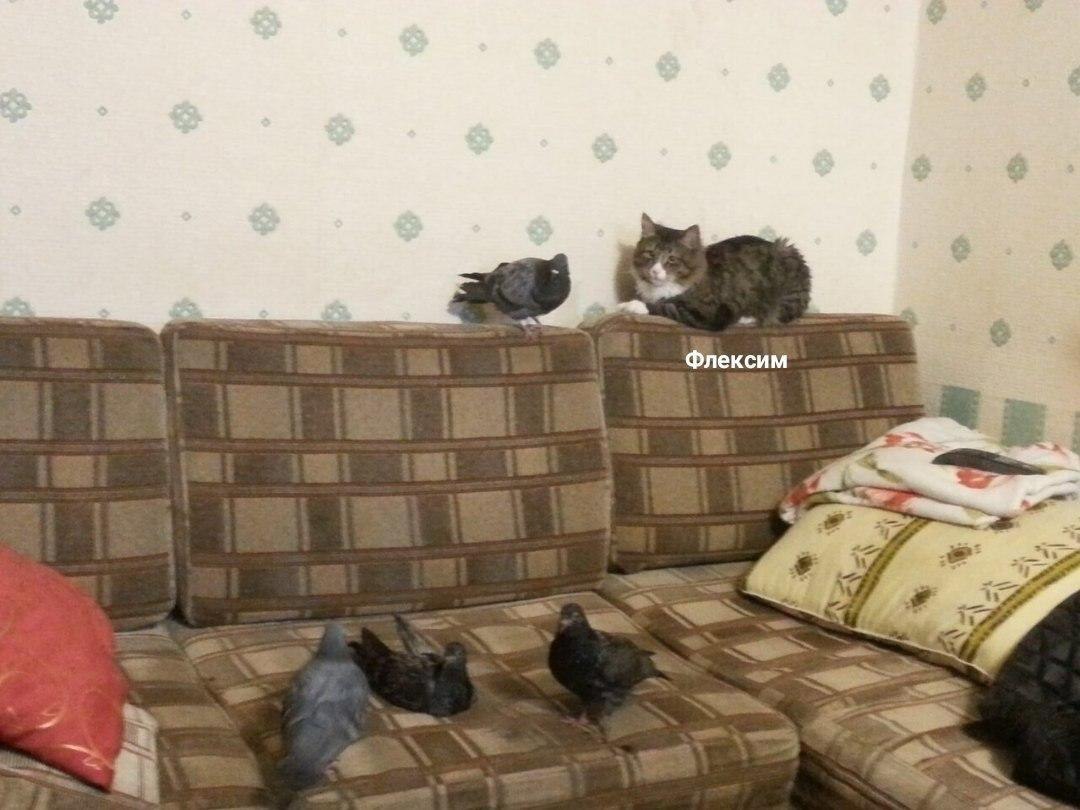 Флексим я