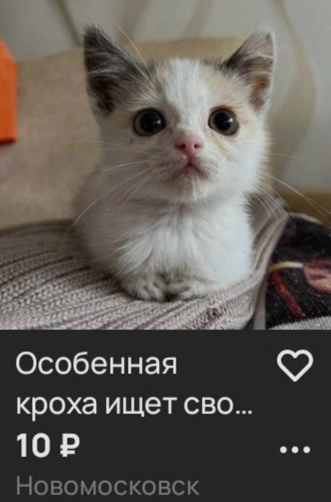 Особенная кроха ищет сво...