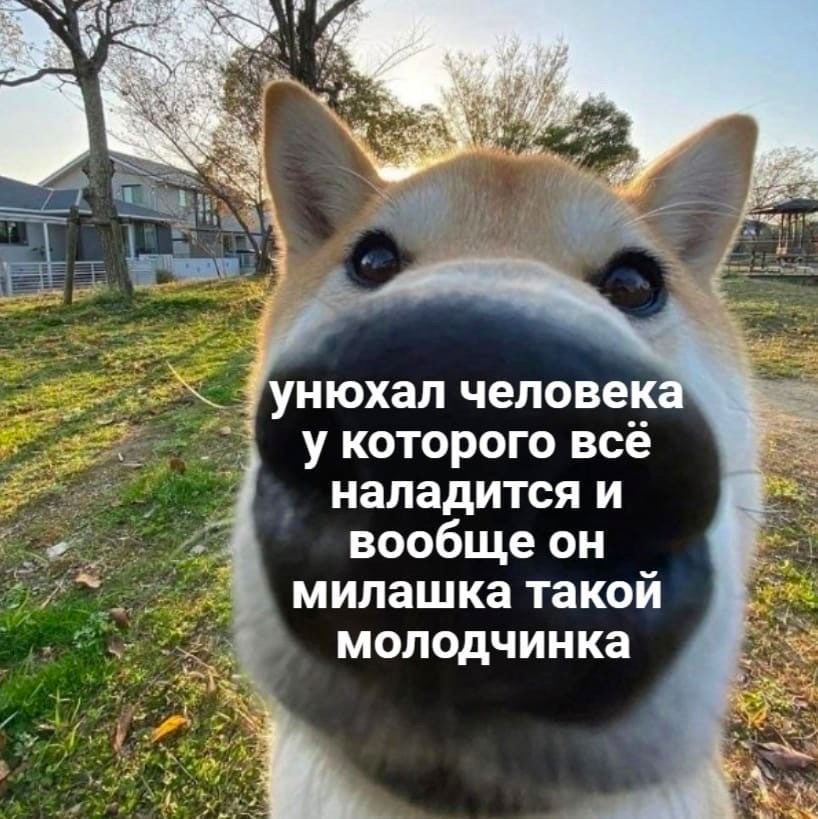 в ‘унюхал человека укоторого всё наладится и вообще он милашка такой молодчинка