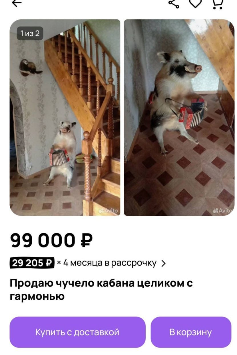 1из2 a я i ito Avitg 4 месяца в рассрочку Продаю чучело кабана целиком с гармонью