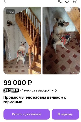 1из2 a я i ito Avitg 4 месяца в рассрочку Продаю чучело кабана целиком с гармонью