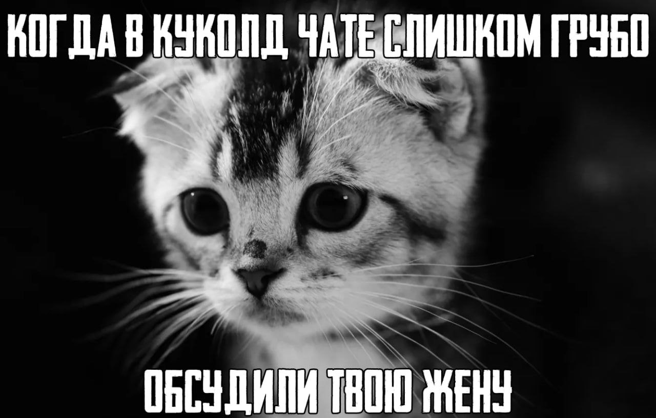 ЕЛИШИОМ НОГДА В ЧАТЕ 1 4 ОБСУДИЛИ ВОЮ ЖЕНУ