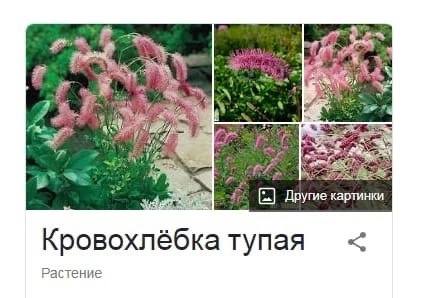 at 7%. Другие картинки Кровохлёбка тупая Растение