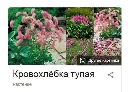 at 7%. Другие картинки Кровохлёбка тупая Растение