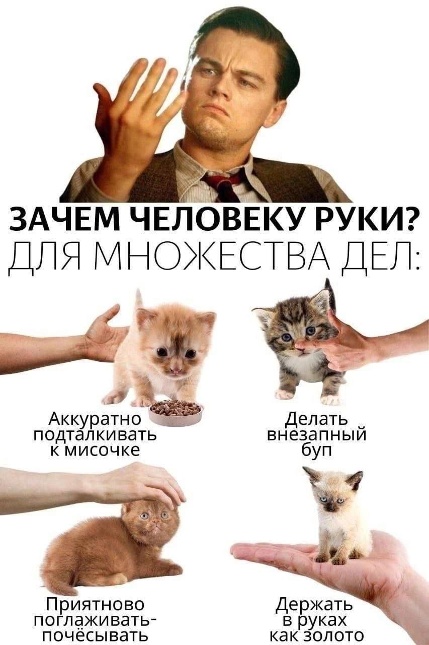 ЗАЧЕМ ЧЕЛОВЕКУ РУКИ? ДЛЯ МНОЖЕСТВА ДЕЛ Аккуратно елать подталкивать внезапныи к мисочке Приятново Держать поглаживать- почёсывать как золото В ках
