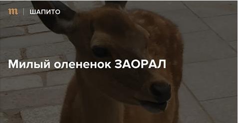 мой гендер на сегодня - милый олененок