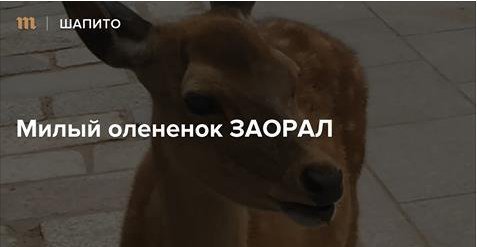 мой гендер на сегодня - милый олененок