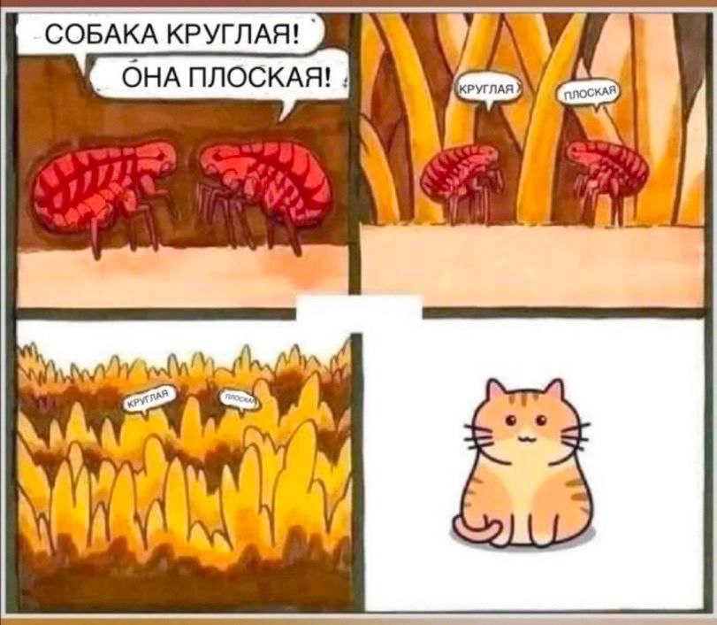 СОБАКА КРУГЛАЯ! А. ОНА ПЛОСКАЯ!