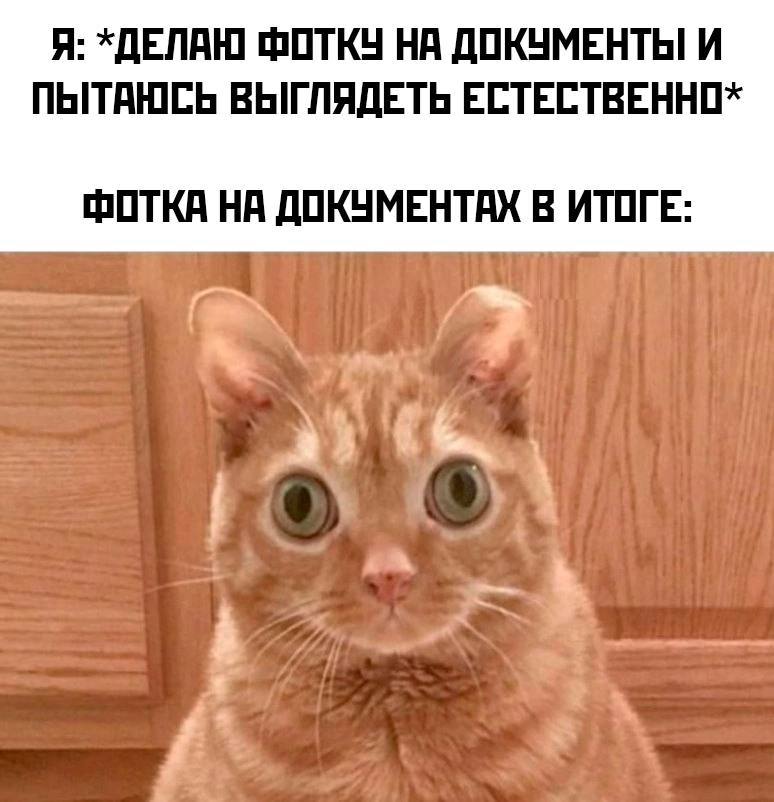 Я: ФОТКУ НА ДОКУМЕНТЫ И ПЫТАЮСЬ ВЫГЛЯДЕТЬ ЕСТЕСТВЕННО* ФОТКА НА ДОКУМЕНТАХ В ИТОГЕ: