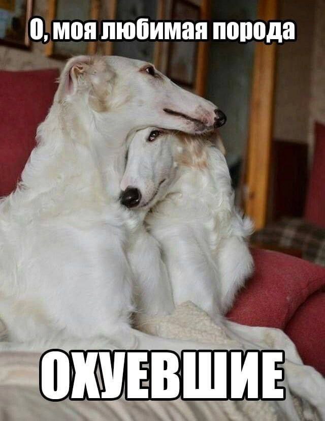 моя любимая порода ОХУЕВШИЕ