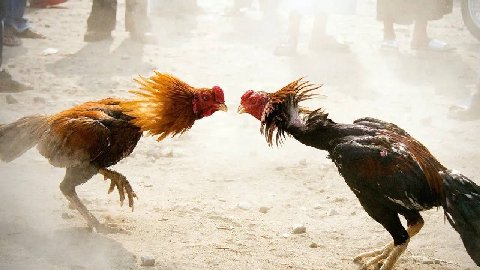 🐓 В России запретили распространять в интернете видео с петушиными боями.

Суд признал такие ролики запрещённой информацией. Теперь их могут удалять с сайтов и интернет-платформ.