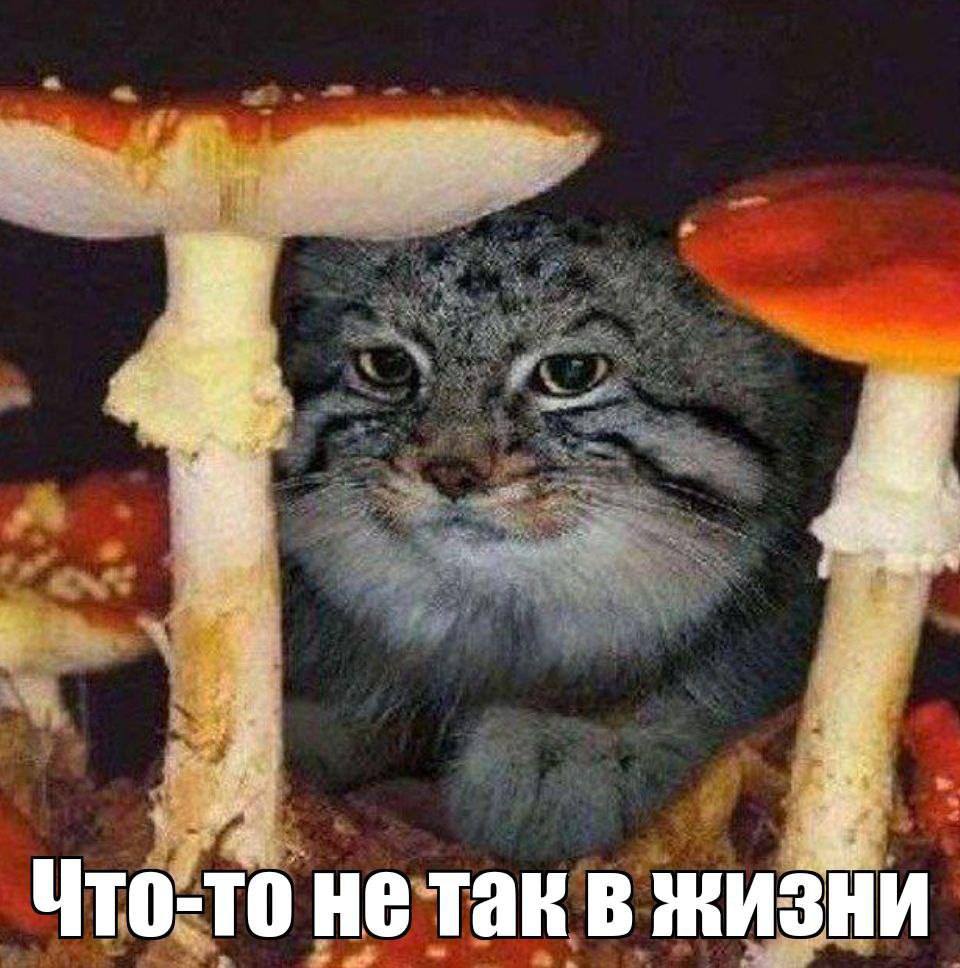 a Что-то не так в жизни