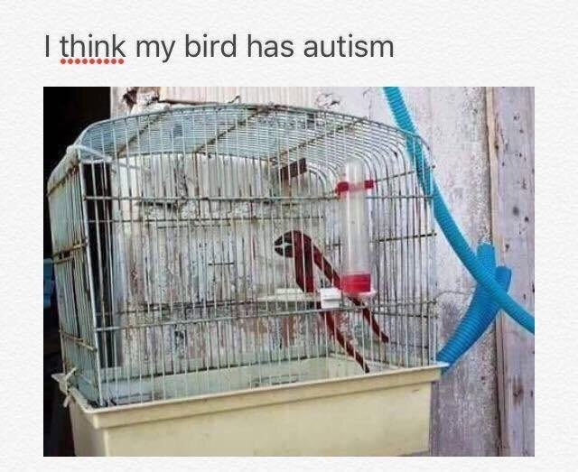 think my bird has autism НИ
