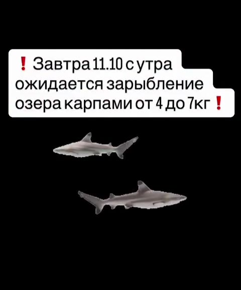 ожидается зарыбление озеракарпами от 4 доТкг !