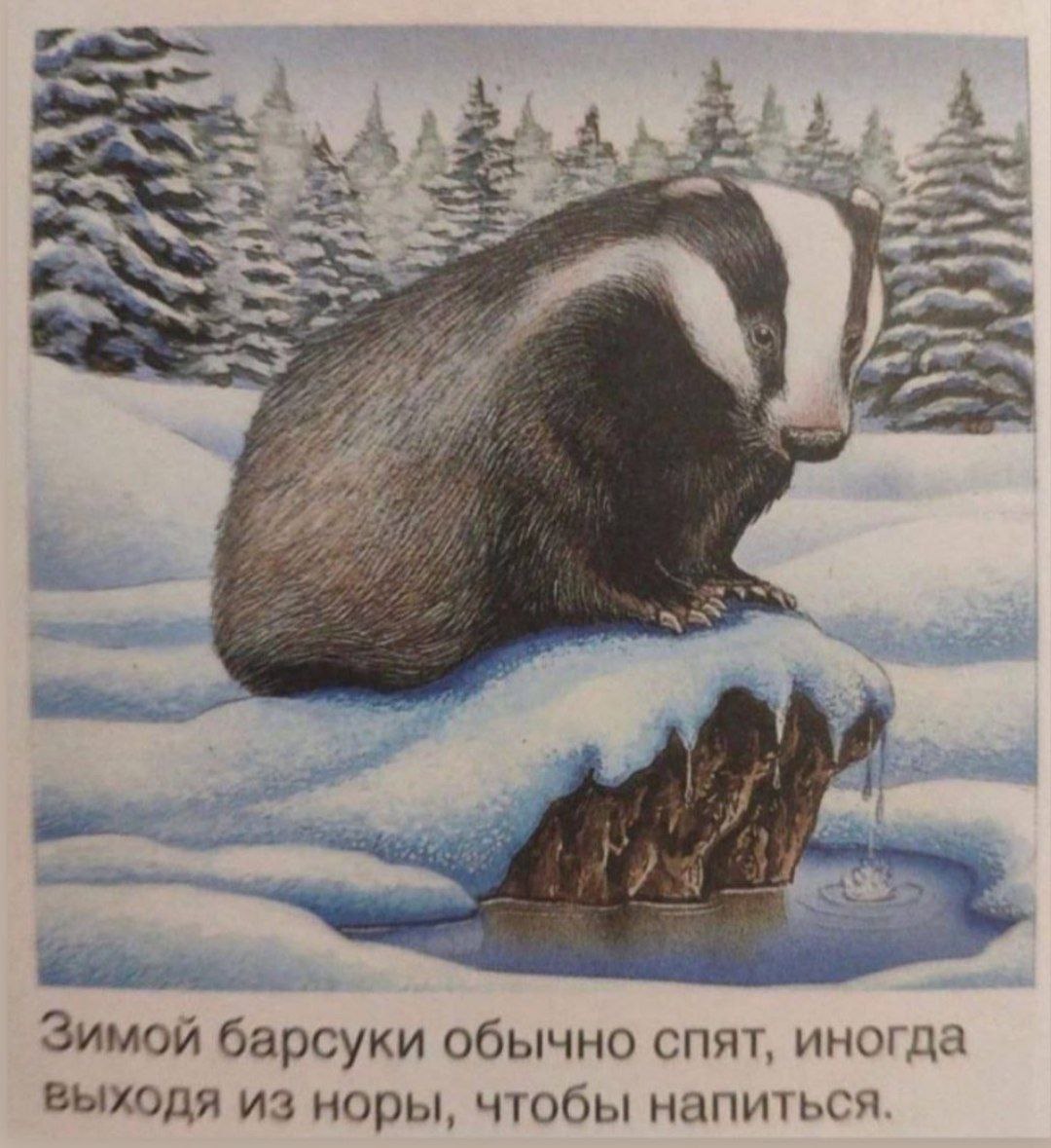 £4 Зимой барсуки обычно спят, иногда выходя из норы, чтобы напиться.