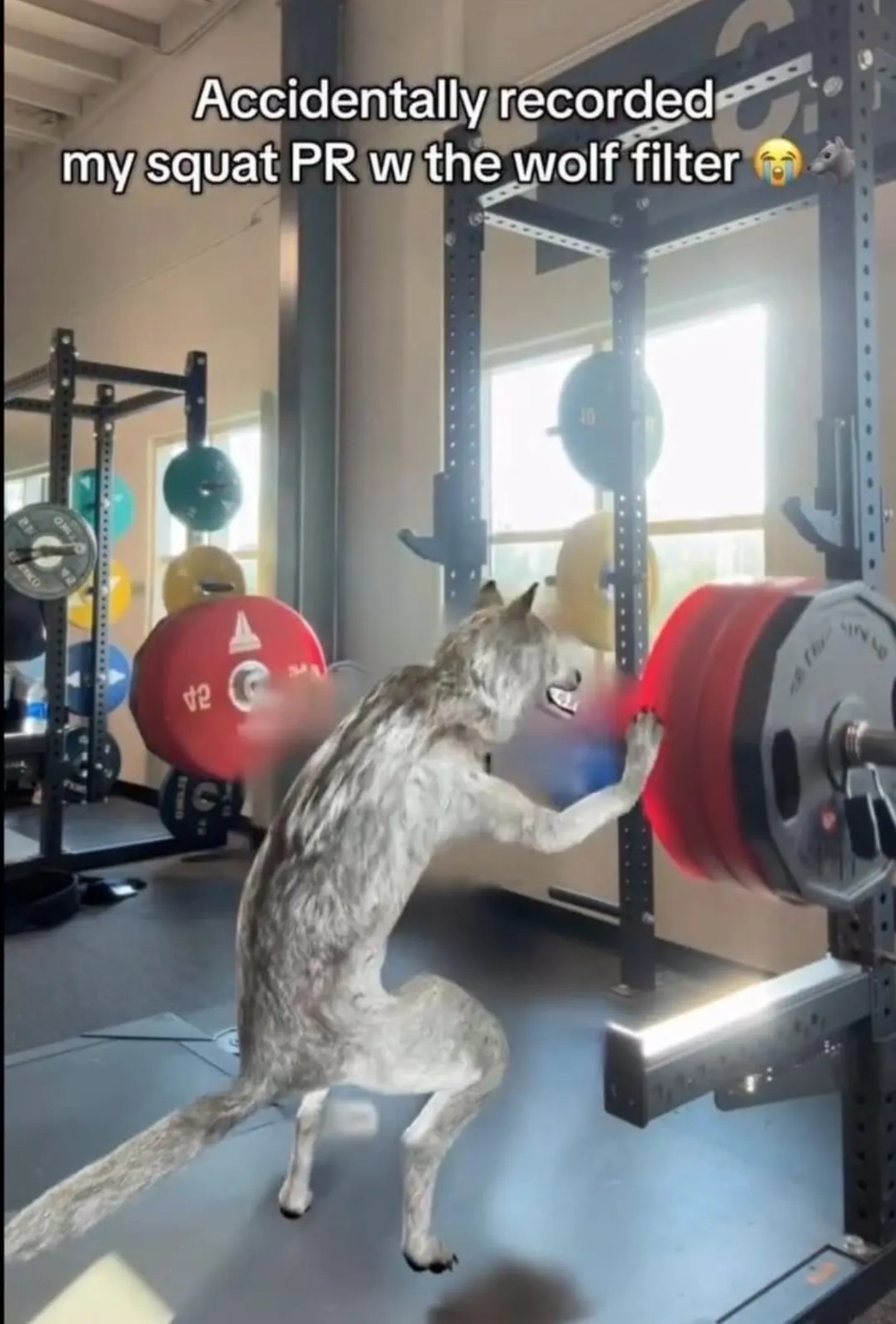 Accidentally recorded my squat the wolf filter 8