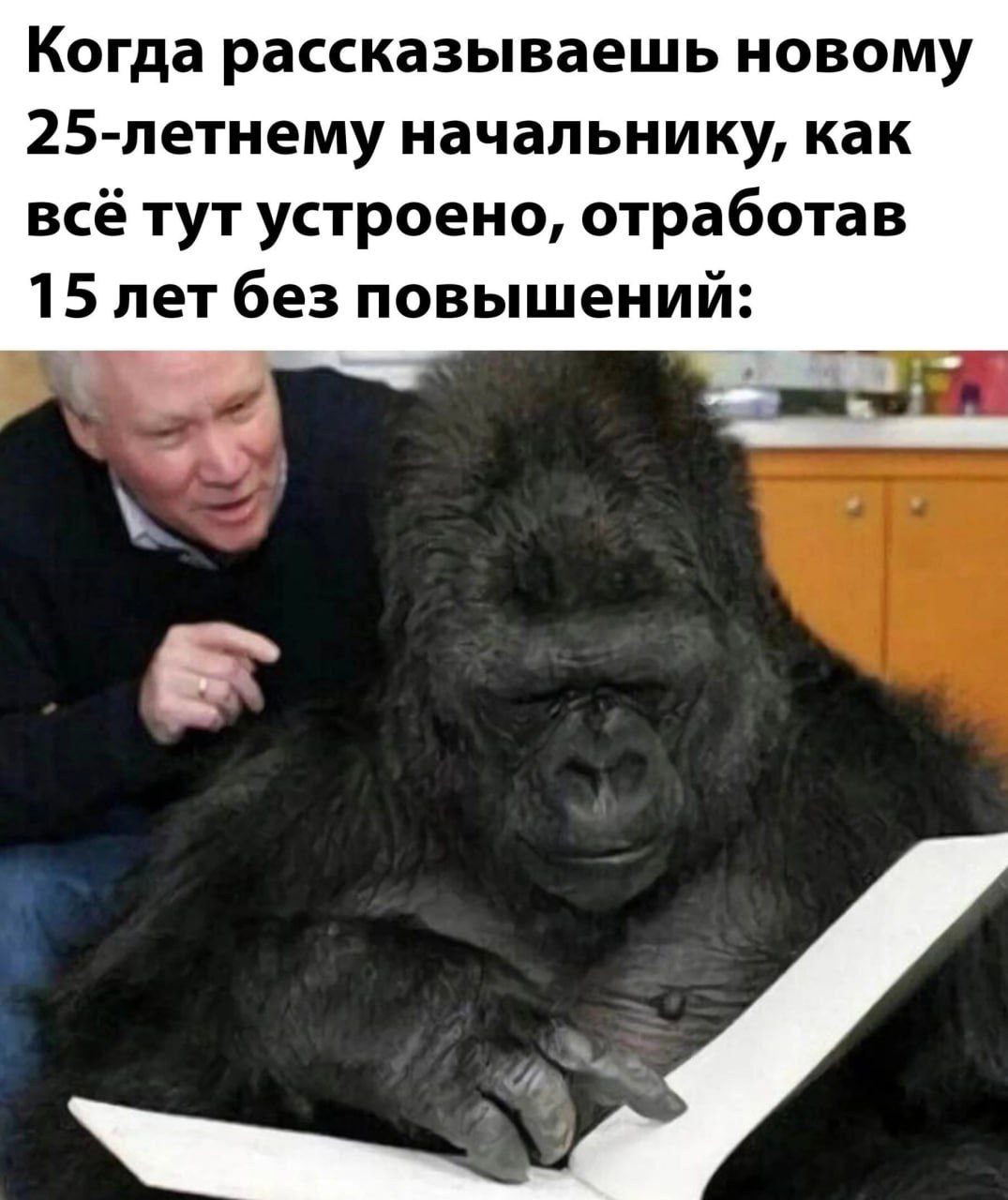 Когда рассказываешь новому 25-летнему начальнику, как всё тут устроено, отработав 15 лет без повышений: