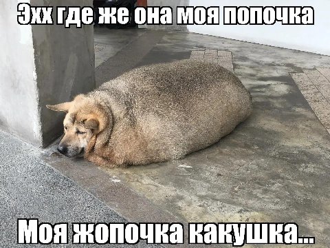где же она 58 у in, 3 Моя жопочка какушка...