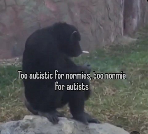 Too autistic For normies, too normie For autists
