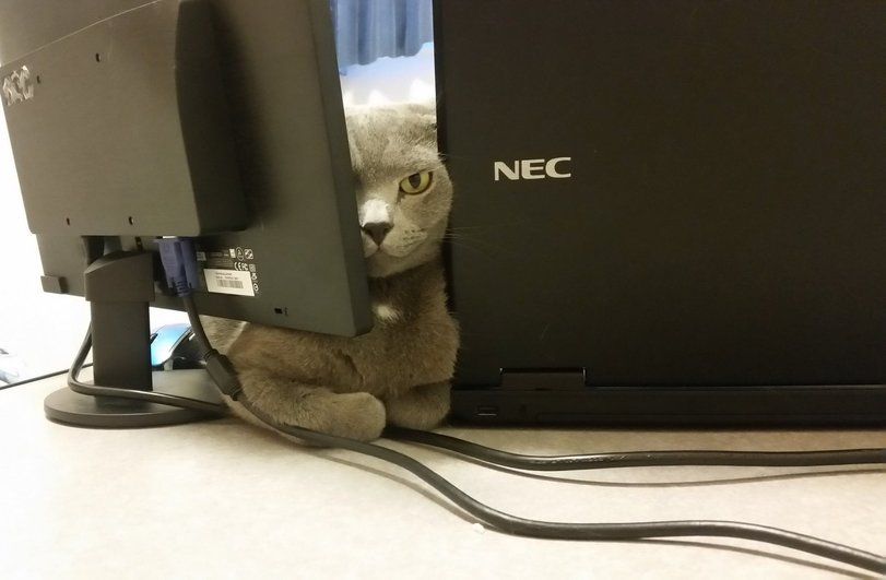NEC