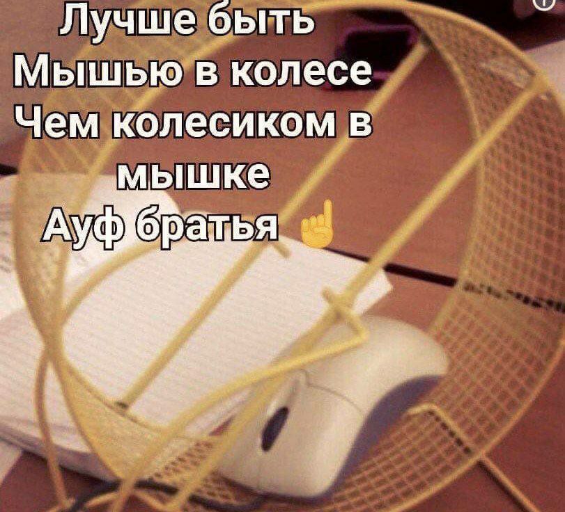 Лучше быть Мышью в колесе Чем колесиком в мышке АУФ ратья