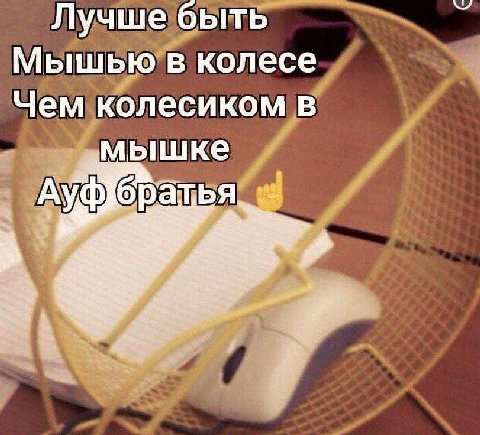 Лучше быть Мышью в колесе Чем колесиком в мышке АУФ ратья