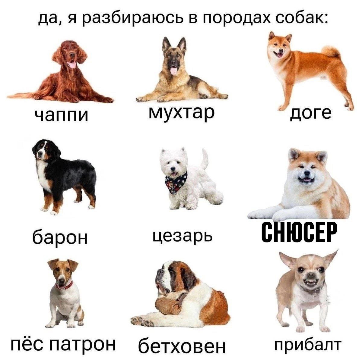 да, я разбираюсь в породах собак: у чаппи мухтар “me барон цезарь CHIOCEP пёс патрон бетховен прибалт
