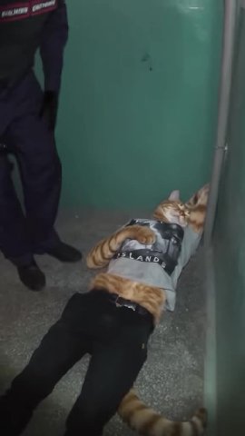 просыпаемся, котаны.