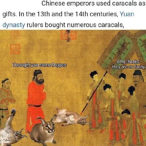 Chinese emperors used caracals as gifts. In the and the centuries, Yuan dynasty rulers bought numerous caracals, omg thanks i brought you some floppas they are so funny