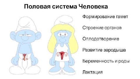 Половая система Человека Формирование гамет Строение органов Оплодотворение Развитие зародыша Беременность и роды Лактация