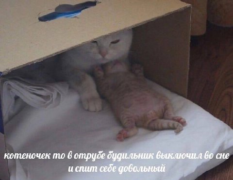 котеночек то 6 отрубе дудильник выключил сне себе довольный