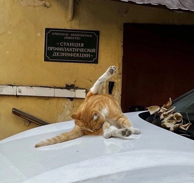 у ОТКРЫТ С АНЦИЯ ТИЧЕСКОЙ a) ДЕЗИНФЕКЦИИ