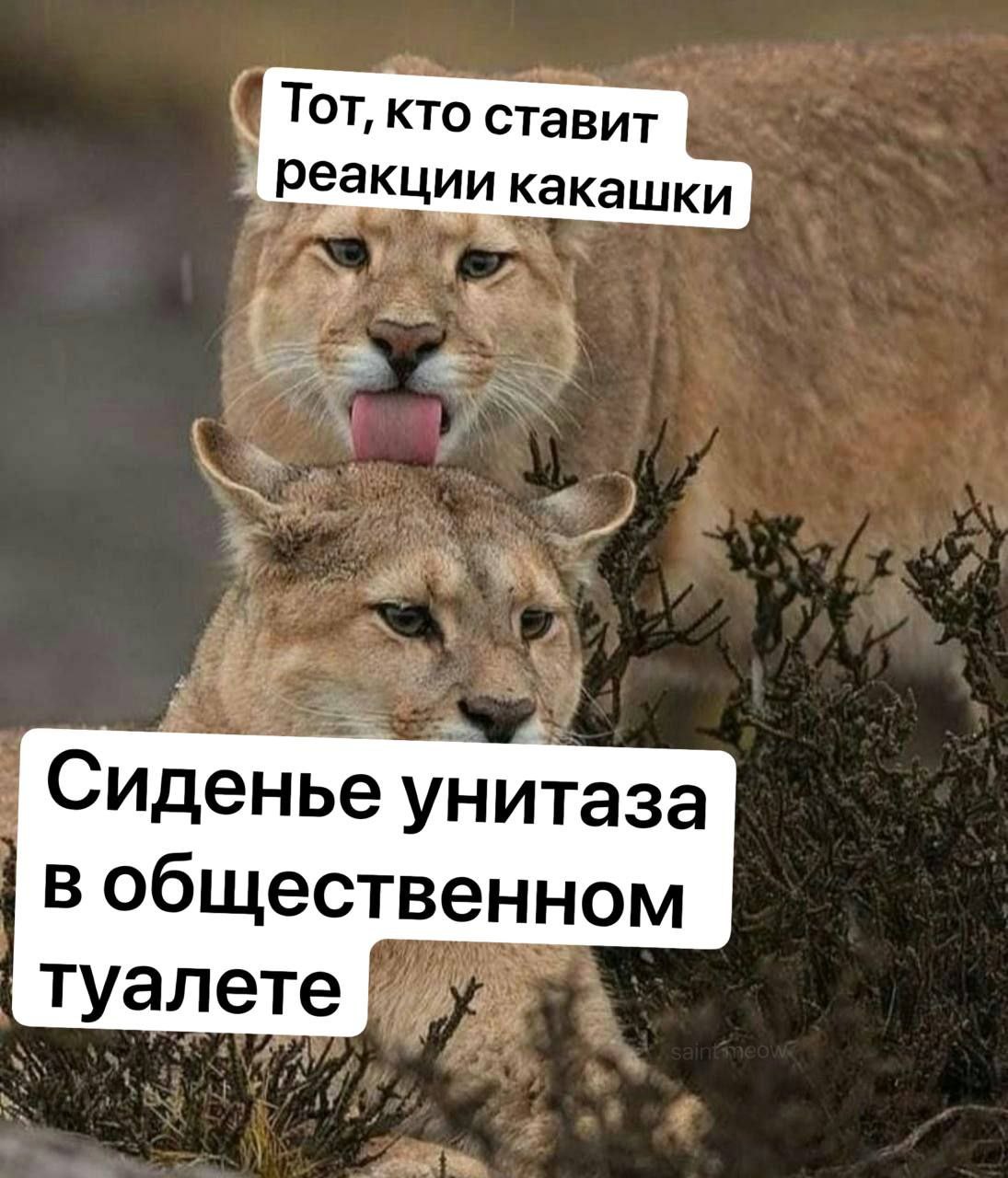 Тот, кто ставит реакции какашки Сиденье унитаза в общественном Туалете