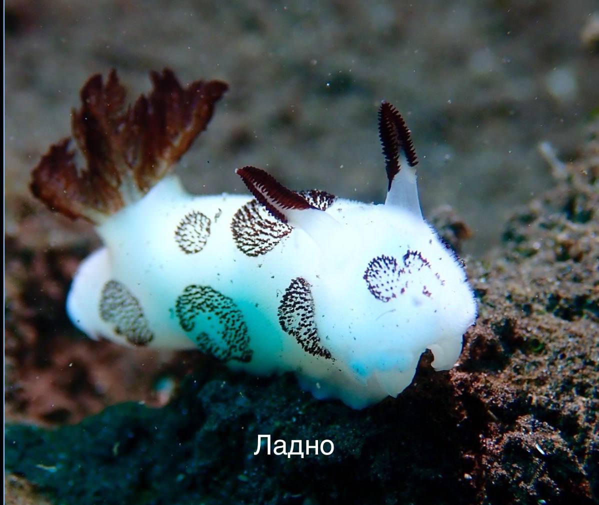 Ладно