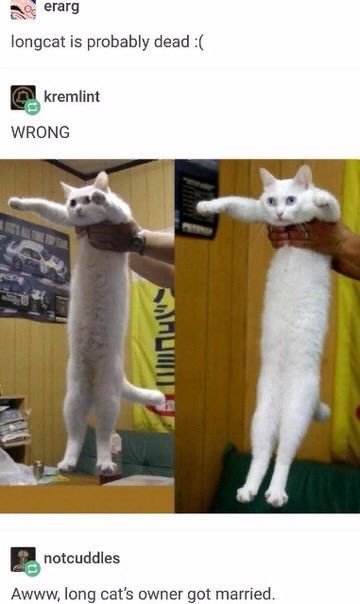 erarg longcat is probably dead kremlint WRONG notcuddles Awww, long cat’s owner got married.