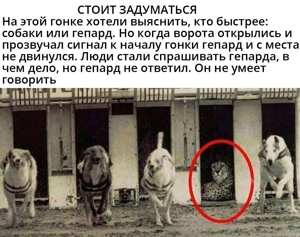 СТОИТ ЗАДУМАТЬСЯ На этой гонке хотели выяснить, кто быстрее: собаки или гепард. Но когда ворота открылись и прозвучал сигнал к началу гонки гепард и с места не двинулся. Люди стали спрашивать гепарда,