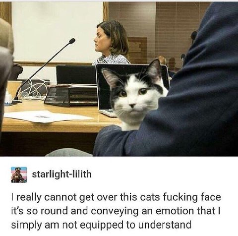 1 starlight-lilith really cannot get over this cats fucking face it's so round and conveying an emotion that simply not equipped to understand