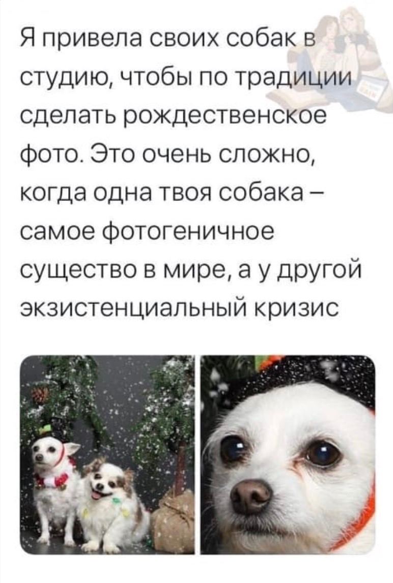Я привела своих собак в студию, чтобы по традиции сделать рождественское фото. Это очень сложно, когда одна твоя собака самое фотогеничное существо в мире, другой экзистенциальный кризис