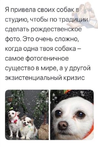 Я привела своих собак в студию, чтобы по традиции сделать рождественское фото. Это очень сложно, когда одна твоя собака самое фотогеничное существо в мире, другой экзистенциальный кризис