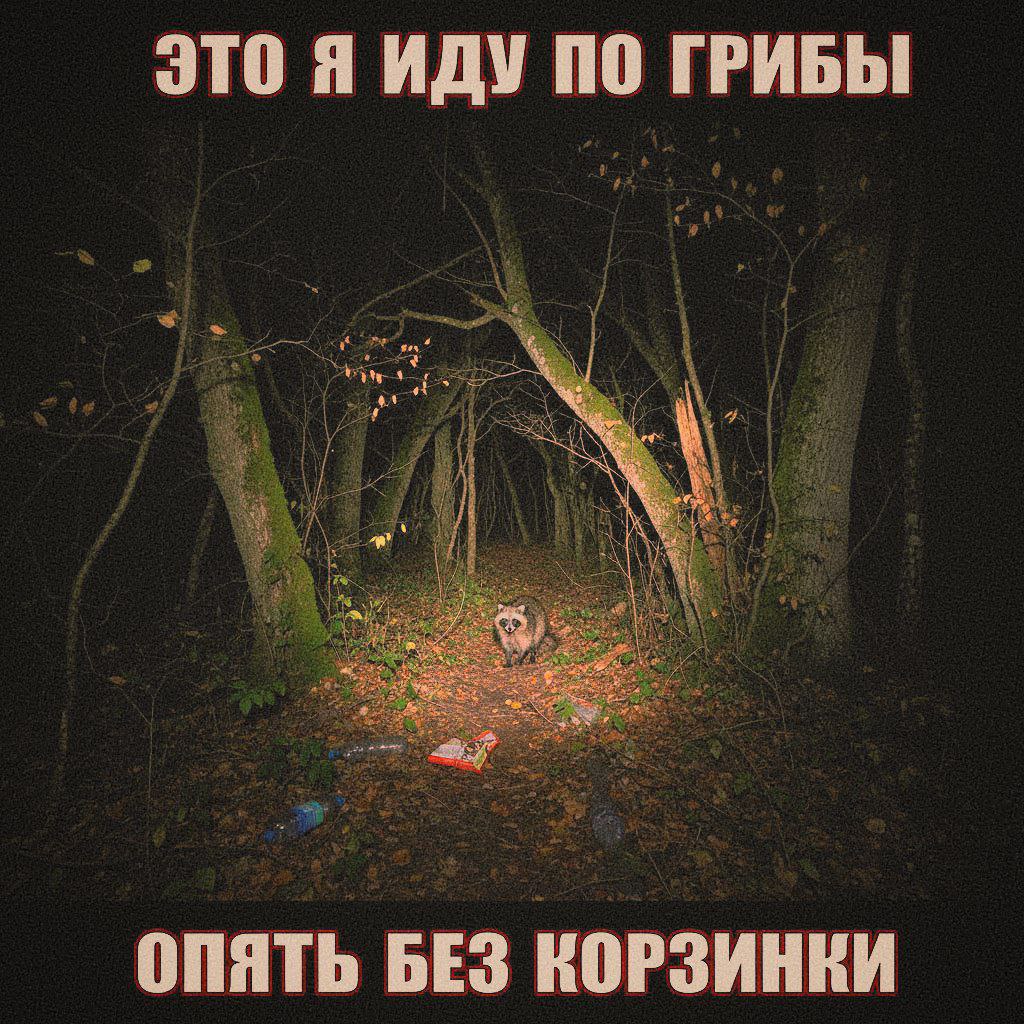 ЭТО Я ИДУ ПО ГРИБЫ ОПЯТЬ БЕЗ КОРЗИНКИ