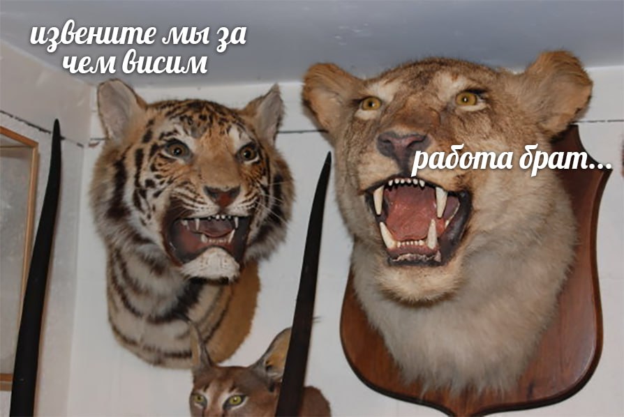 извените мы чем вбисим работа брат...