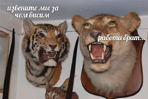 извените мы чем вбисим работа брат...